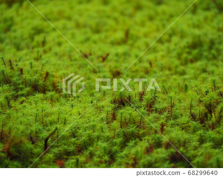 Moss Moss 68299640