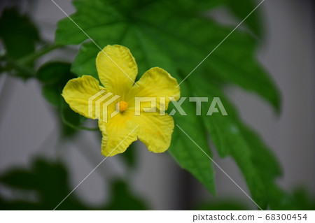 One yellow bitter gourd flower 68300454