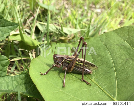 Higashikirigirisu Gampsocleis mikado♂棕色型 68301414