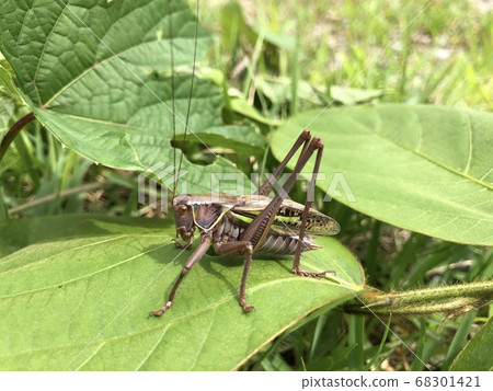 Higashikirigirisu Gampsocleis mikado ♂ brown type Higashikirigirisu Gampsocleis mikado ♂ brown type 68301421