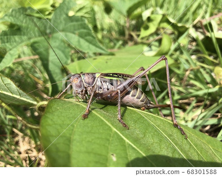 Higashikirigirisu Gampsocleis mikado ♀ brown type Higashikirigirisu Gampsocleis mikado ♀ brown type 68301588