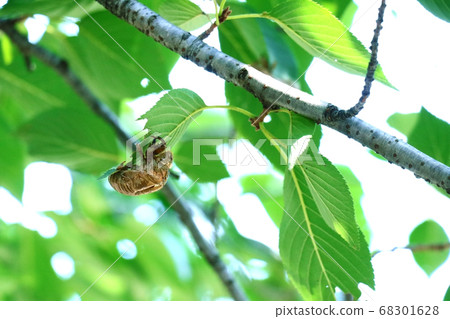 Cicadian shell Cicadian shell 68301628