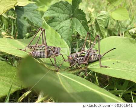 Higashi Grasshopper Gampsocleis mikado Brown type ♂♀ pair Higashi Grasshopper Gampsocleis mikado Brown type ♂♀ pair 68301641