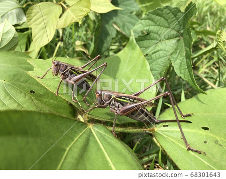 Higashi Grasshopper Gampsocleis mikado Brown type ♂♀ pair 68301643