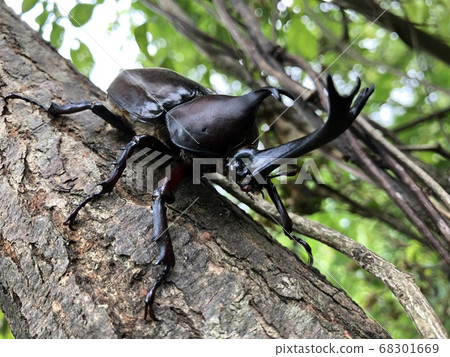 甲蟲Trypoxylus dichotomus septentrionalis 68301669