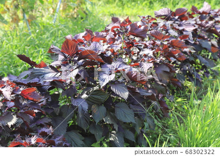 紅紫蘇領域 紅紫蘇領域 68302322