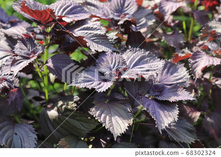 Red perilla field Red perilla field 68302324