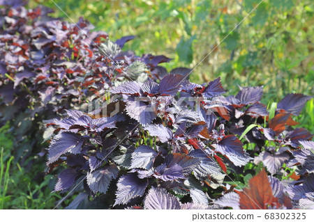 Red perilla field 68302325