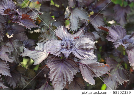 紅紫蘇領域 紅紫蘇領域 68302329