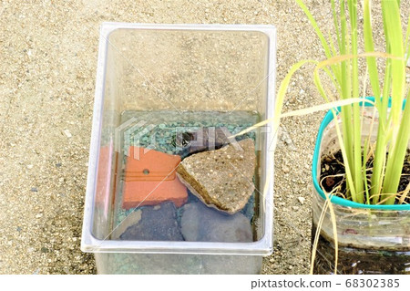 Turtle and rice 68302385