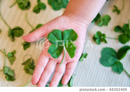 四葉三葉草在一個孩子的手掌 四葉三葉草在一個孩子的手掌 68302409