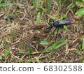 Black hornet 68302588