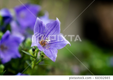 Bellflowers planted in the garden of a country house 68302665