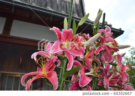 Lily of the valley blooming in the garden 68302667