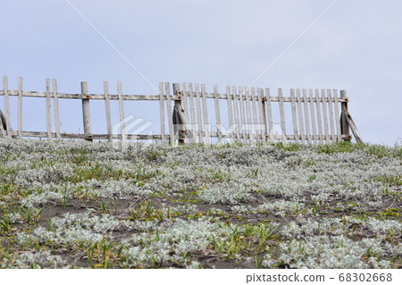 Hills and wooden fences overgrown with white mugwort Photo material June [Location: Northern Hokkaido] 68302668