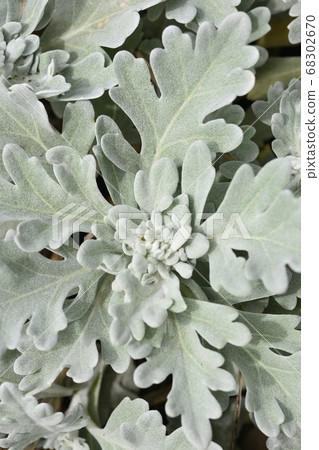 Close-up of white mugwort leaves, white leaves, photo material, portrait orientation, June [shooting location: Hokkaido] 68302670