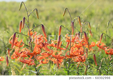 北海道花卉 虎百合花朵和花蕾寫真素材八月【拍攝地點：北海道天鹽町】 68302998