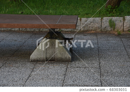 Cat stray summer Cat stray summer 68303031