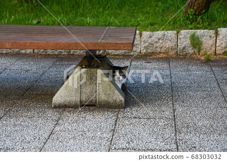Cat stray summer Cat stray summer 68303032