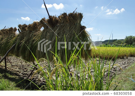Landscape with rice drying, rice field in Hidaka city Landscape with rice drying, rice field in Hidaka city 68303058