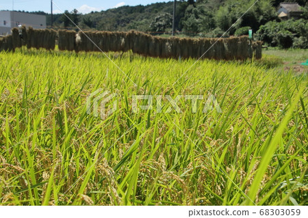 Landscape with rice drying, rice field in Hidaka city Landscape with rice drying, rice field in Hidaka city 68303059
