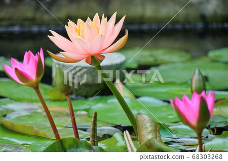 Lotus Lotus 68303268