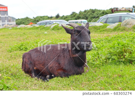 A sheep 68303274