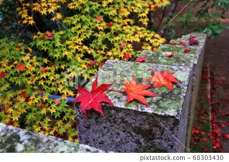Tamagaki with fallen leaves 68303430