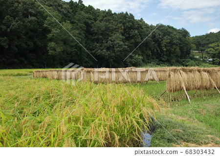 稻米乾燥景觀，日高市稻田 68303432