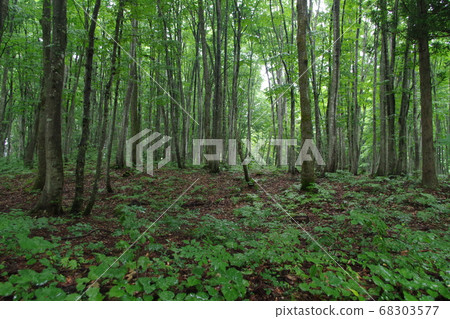  美麗的森林 68303577