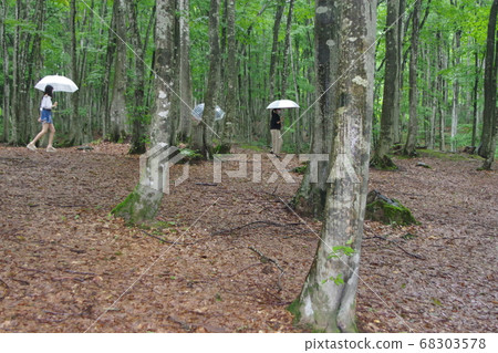  美麗的森林 68303578