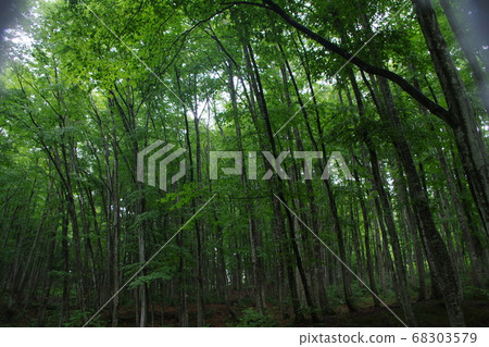  美麗的森林 68303579