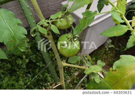 Home garden: tomatoes before ripening 68303631