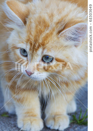 Close-up of an expressive red cat with large blue eyes. Close-up of an expressive red cat with large blue eyes. 68303649