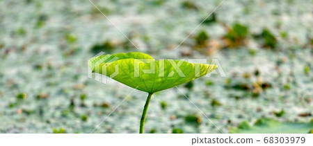 滋賀的琵琶湖，夕陽下閃耀的荷葉 68303979