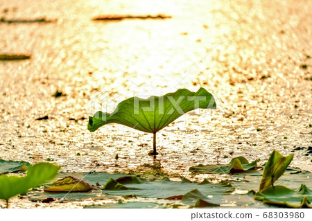 滋賀縣琵琶湖，湖面與夕陽染上的荷葉之間的合作景象 68303980