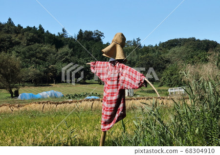 Landscape with dried rice, rice fields in Hatoyama town Landscape with dried rice, rice fields in Hatoyama town 68304910