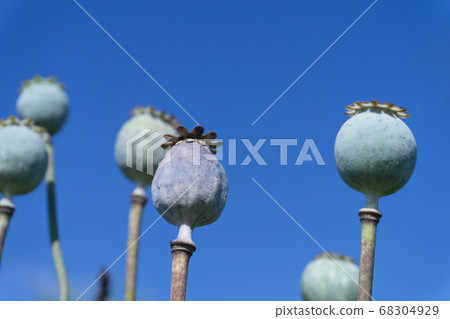 Close up on the seed heads or seed pods of poppies 68304929