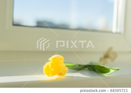 One flower yellow tulip with bulb on window sill, sunny spring day 68305721