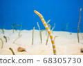 中果美麗海水族館 68305730