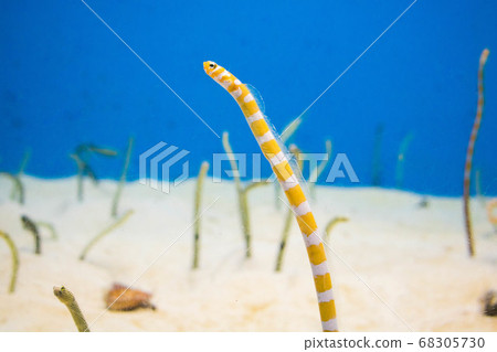 中果美麗海水族館 中果美麗海水族館 68305730