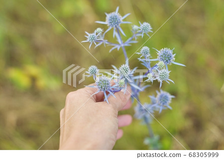 Blue prickly healing plant in wild meadow. Eryngium planum in woman hand 68305999