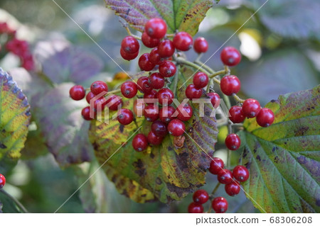 Viburnum Viburnum 68306208