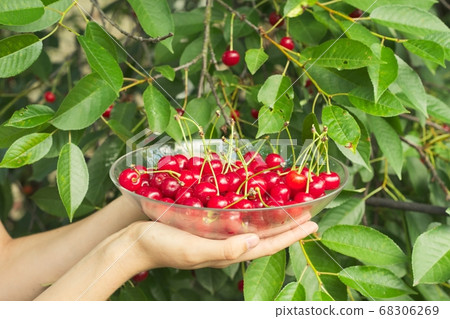 Red ripe cherries in plate in hands of woman Red ripe cherries in plate in hands of woman 68306269