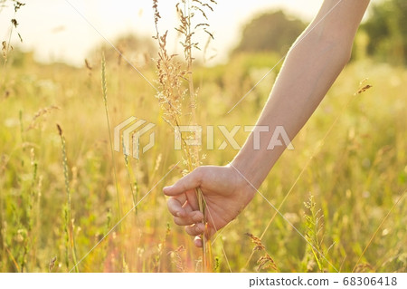 Summer wild meadow grass and flowers in girl hand, nature 68306418