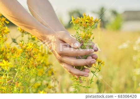 Yellow blooming St. John's wort hypericum in girls hand 68306420