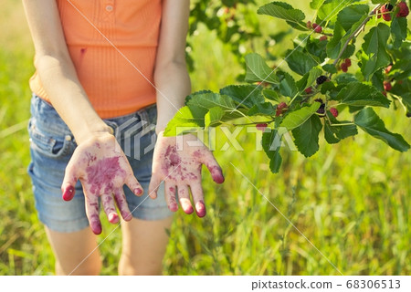 Girl child standing under tree with ripe mulberries with dirty berry hands 68306513