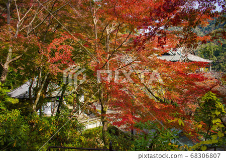 Autumnal Hasega Temple Autumnal Hasega Temple 68306807