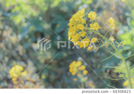 強姦開花 68306823