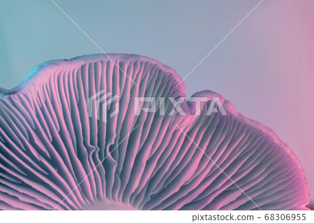 Close up bunch mushrooms color light. Beautiful Close up bunch mushrooms color light. Beautiful 68306955